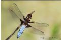 Libellula depressa